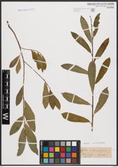 Foto von Salix aurita L. x Salix purpurea L.